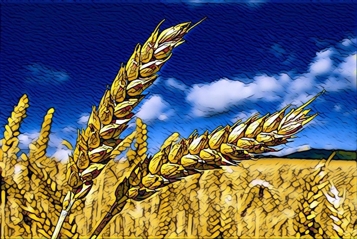 торговля пшеницей